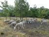 Moutons dans un paysage de pelouse calcaire.